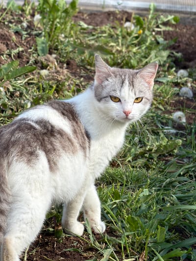 A cat is lying on its back on the ground. The cat has gray and white fur, and its eyes are yellow. The cat is positioned amidst a mix of grass, weeds, and soil. In the background, there is a translucent, possibly plastic, structure. The environment appears to be outdoors, possibly in a garden or unkempt yard. The specific location details provided (Ol'khovo, Russia) are beyond the scope of visual detail.