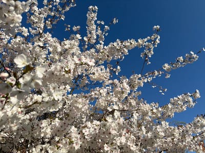 The image displays a dense canopy of white blossoms from a tree, set against a clear, vibrant blue sky. Numerous five-petaled flowers, predominantly white with subtle pink centers, are clustered on dark, intertwining branches that extend across the frame. The perspective is directed upwards, viewing the blossoms from beneath. Bright, even illumination from an unseen light source highlights the individual petals and creates soft shadows within the floral clusters. No people, animals, or man-made structures are visible. The scene is located in the city of Malvern Hills, United Kingdom.