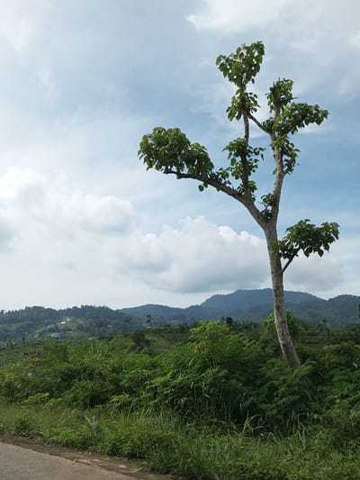 The scene is an outdoor panoramic view located in Kandenuwara, Sri Lanka. A prominent, light-barked tree with green foliage stands vertically on the right side of the frame, its branches extending upward and outward with clusters of green leaves. The foreground features a partial view of a paved road edge on the lower left, immediately adjacent to overgrown green grass and dense shrubbery. The background consists of extensive rolling green hills and mountains, densely vegetated, with indications of terraced cultivation on some slopes. Indistinct structures are sparsely visible on distant hillsides. The sky above is light blue with scattered white cumulus clouds. No human figures, animals, or discernible actions are present.