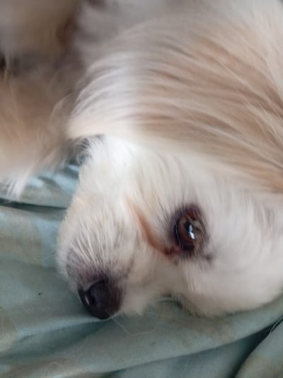 A light-colored dog is lying on a light blue blanket in what appears to be a home environment. The dog's head is to the right, with its eye visible and a dark nose. The fur is long and fluffy. The background is a blurred light blue fabric. There is no indication of location in Shumilina, Belarus.