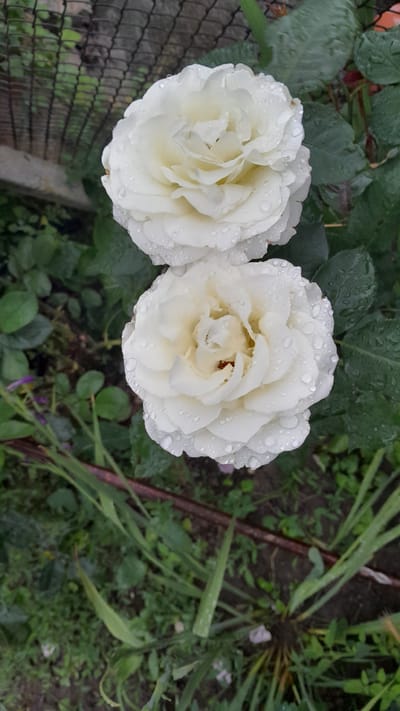 Two white roses are depicted in the foreground, glistening with water droplets, suggesting recent rainfall. The roses are in full bloom, with layered petals forming a delicate structure. Their color is a soft, creamy white, with hints of yellow in their centers. The leaves of the rose bushes are a deep green and appear wet as well. In the background, a weathered wire fence runs horizontally, partially obscuring a blurred area of foliage and possibly a wooden post. The ground is covered with green grass and other vegetation, with some brown soil visible. The overall scene captures a natural, outdoor setting in the city of Leshnitsa, Bulgaria, emphasizing the beauty of the roses after a rain shower.