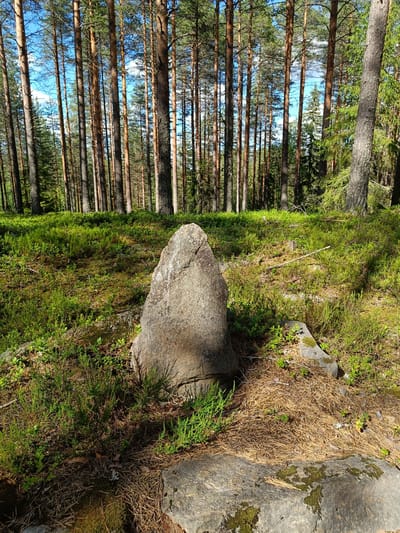 In a forest scene in Tuusniemi, Finland, a prominent grey, triangular rock stands in the foreground, casting a shadow. It is surrounded by low-lying green vegetation, likely moss and heather, characteristic of the Finnish forest floor. Tall, slender pine trees dominate the background, their trunks a mix of light brown and grey, with a dense green canopy overhead. Sunlight filters through the trees, creating dappled light and shadow across the ground. The sky above is a clear blue with a few wispy white clouds. The ground is also covered with fallen pine needles, particularly around the base of the foreground rock. To the right of the central rock, another large grey rock is partially visible, covered in moss. The overall impression is a serene, natural forest environment.