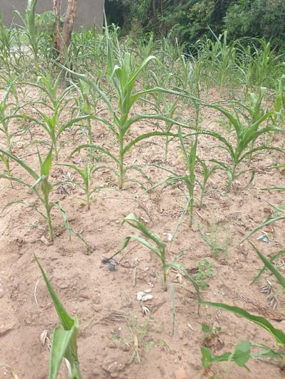 This image captures an agricultural field, likely a farm or garden, featuring rows of young maize (corn) plants. The plants are green and appear healthy, with long, upward-reaching leaves. They are planted in light brown, somewhat sandy soil, which is largely bare between the plant rows, though a few small weeds and scattered debris are visible.
The field extends from the foreground towards the background, with the plants arranged in discernible rows. To the left side of the frame, dense green foliage from trees or shrubs can be seen, indicating a natural or wooded area bordering the cultivated land. The scene is illuminated by bright daylight, suggesting a sunny outdoor environment.
No people or animals are present, and the focus is entirely on the cultivated crops and the surrounding landscape. The image is oriented vertically (rotated 90 degrees counter-clockwise), with the horizon line implicitly running from the top left to the bottom right. This scene depicts agricultural activity typical of a rural area, consistent with the provided location context of Mumbuni North ward, Kenya. There is no visible text within the image.