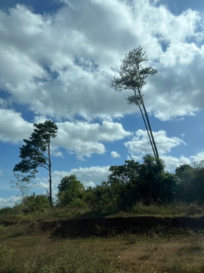 Two tall trees reach toward a sky filled with puffy white clouds and patches of blue. The trees are located on opposite sides of the frame and appear to grow on a slightly elevated ridge. A line of green trees runs along the right side, transitioning into taller, darker foliage further away. The foreground is filled with tan grass and scrub.