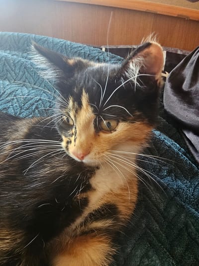 A calico kitten with prominent white whiskers lies on a textured blue blanket. The kitten's fur is a mix of black, orange, and white patches. Its eyes are light brown and it is looking to the left of the frame. The background shows a wooden surface and a dark fabric. The scene appears to be indoors.