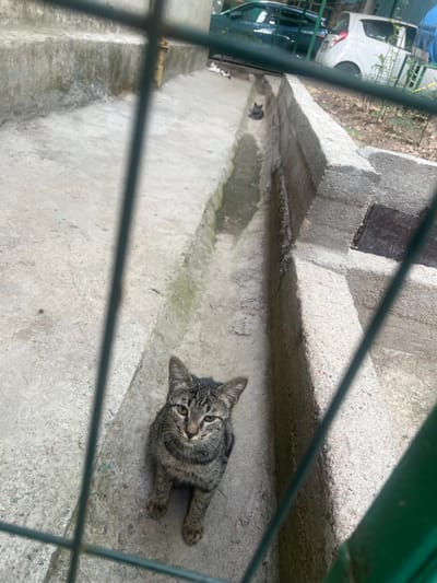 This is a high-angle, eye-level shot looking down at a tabby cat sitting on a concrete surface. The cat is the primary subject and is facing the camera with its ears perked and eyes looking directly at the viewer. It is a short-haired cat with distinct tabby markings.
The setting appears to be an outdoor area with concrete steps and a narrow channel or drain running alongside them. The concrete is textured and shows signs of wear. Behind the cat and to the left, there are glimpses of vegetation and a white vehicle, possibly a car, suggesting an urban or semi-urban environment. The scene is partially obscured by a green metal fence or railing in the foreground, creating a grid-like effect over the image.
The lighting suggests it is daytime, with shadows indicating the sun is present. The overall mood is neutral, with the cat appearing curious and alert. There are no people visible in the image. The location context of Almalyk, Uzbekistan, does not provide any specific visual cues within the image itself, as the scene is generic enough to be found in many locations. There is no visible text in the image.