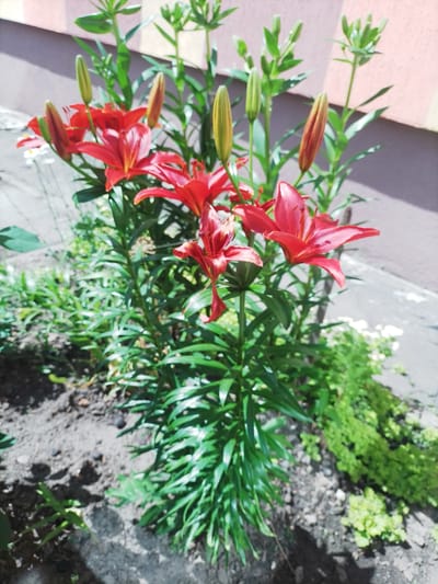 In an outdoor setting, likely a garden, a cluster of vibrant red lilies stands tall against a background of muted tones. Several lilies are in full bloom, their petals unfurled and facing the viewer, while others are in various stages of bud development, some tightly closed and others beginning to open, showing hints of their orange-red hue. The flowers are supported by thick, green stalks and lush green foliage. In the background, a building with alternating pale pink and brown horizontal stripes is visible, with a dark gray shadow cast across its lower section. The ground beneath the lilies is composed of dark soil and scattered small pebbles. To the right of the lilies, a patch of smaller green plants is growing. A thin, vertical dark brown pole or stake is partially visible behind the lily stalks. The scene suggests a sunny day, with light dappling the ground and illuminating the flowers. There is no indication of the specific location within the city of Myrhorod, Ukraine, beyond it being an outdoor floral setting.