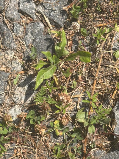 The image shows a patch of ground with grey stones, dry grass, and small green plants. A shadow is cast on the stones. There are no people or animals visible in the image. The scene appears to be an outdoor area, possibly a pathway or a neglected garden. The location is identified as Hostomel, Ukraine.