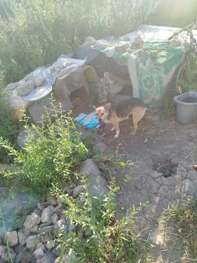 A medium-sized, short-haired dog with tan and brown fur stands in an outdoor, cluttered setting. The dog is facing the camera with its mouth slightly open, appearing alert. The ground is a mix of dry soil, cracked earth, and some scattered stones and debris.
Behind the dog, there is a pile of assorted objects, including what appears to be tarpaulin, fabric with a green and white pattern, some large stones, and what looks like a discarded bicycle wheel. A gray plastic bucket containing water is also visible to the right of the dog. In the foreground and to the left, there is dense green vegetation and more scattered stones and bricks.
The scene is bathed in bright sunlight, suggesting it is daytime, likely morning or afternoon. The overall impression is one of an unkempt outdoor area, possibly a yard or a rural setting. There is no visible text in the image. The dog's posture and expression do not convey any strong emotions.