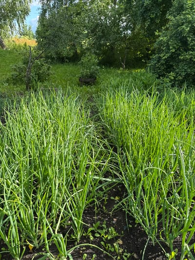 The image depicts a close-up view of a garden bed filled with young green onions. The onions are planted in rows, with the rich dark soil visible between them. Sunlight illuminates the scene, highlighting the vibrant green color of the onion stalks. In the background, lush green foliage of trees and bushes creates a natural setting. A wooden structure, possibly a planter or garden accessory, is partially visible in the mid-ground. The overall impression is one of a thriving vegetable patch in a rural or suburban environment. The presence of a wooden structure and the style of the foliage suggest the location is likely in a village setting. Given the instruction to place the image in Большой Турыш, Russia, the scene is consistent with a garden in that region.