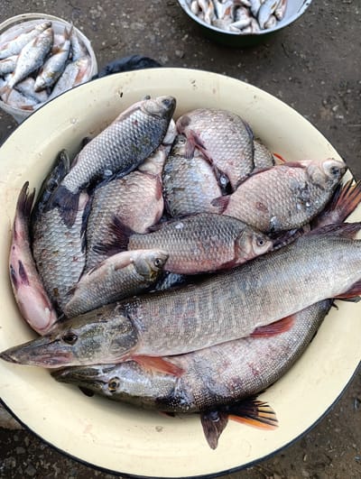 The image shows two bowls of fish, potentially in a market or fishing location in Уральский, Russia. The larger bowl contains a mix of carp and two pikes, while the smaller bowl contains another type of fish. The fish appear freshly caught. The bowls are placed on an outdoor surface, which is mostly dirt with some dark patches.