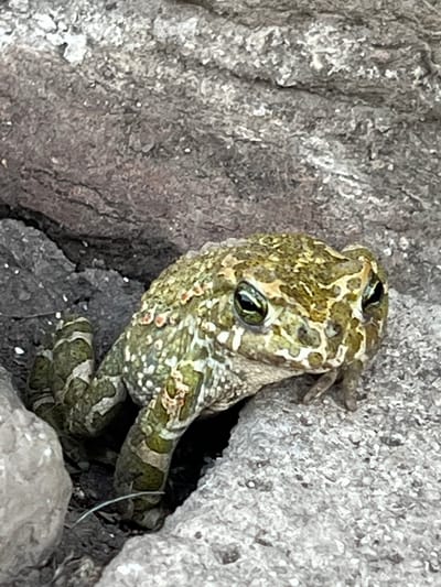 A toad is partially concealed in a rocky crevice. The toad has a mottled green and brown camouflage pattern. Its eyes are prominent and appear to be a bright green. The surrounding environment consists of rough, grey rocks and some dry debris. The lighting suggests it is daytime. There is no indication of a city or specific location like Ilavche, Ukraine.