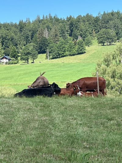 In a rural setting, likely in or near Le Brassus, Switzerland, several cows are resting and interacting in a grassy field. The background features a dense forest of green trees under a clear blue sky, with a small building visible in the distance. In the foreground, a wire fence runs horizontally across the frame.

A large brown cow is positioned centrally, with its head lowered as if grazing or resting. To its left, a black cow is lying down. To the right of the brown cow, another brown cow is also lying down, with two calves nestled close to it. One calf has white markings on its face. The cows appear calm and undisturbed in their environment. The overall scene depicts a peaceful pastoral landscape on a sunny day.