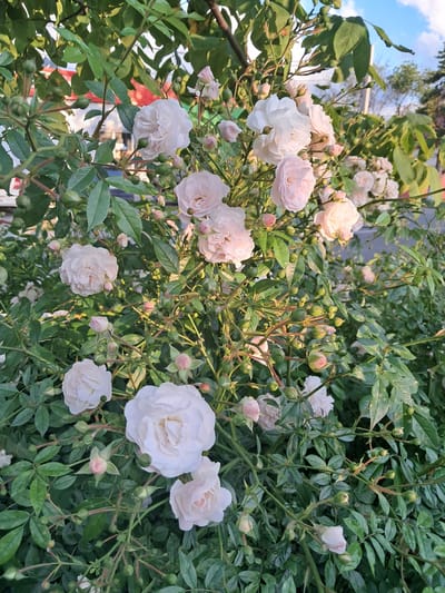 This media file captures a close-up view of a rose bush laden with delicate, pale pink and white roses and numerous green buds. The flowers are in various stages of bloom, with some fully open and others tightly furled. The leaves of the rose bush are a lush green, providing a rich backdrop to the blossoms. The lighting suggests it is daytime, with sunlight filtering through the foliage, highlighting the soft textures of the petals. The scene is vibrant and natural, evoking a sense of tranquility and the beauty of a garden in bloom. While specific details about the immediate surroundings are not clearly visible, the overall impression is of an outdoor setting, likely a garden or park in Khadyzhensk, Russia. There is no visible text in the image.