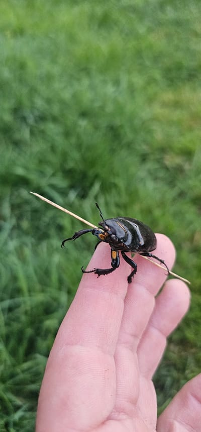 A close-up shot shows a black beetle with yellow accents perched on a person's finger, impaled by a thin wooden skewer. The beetle is positioned horizontally, its legs grasping the skewer. The finger, a light pink color, is held up against a blurred green background of grass. The overall scene is captured outdoors, likely in a natural setting in the village of Hryhorivka, Ukraine.