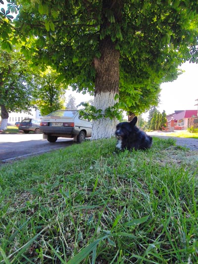 The media file presents a low-angle view of a serene street scene in Velyka Bahachka, Ukraine, captured on a bright, sunny day. The primary subject is a small, shaggy black dog with a white patch on its chest, resting peacefully on a patch of green grass in the foreground, near the base of a large tree. The dog is positioned towards the right side of the frame, looking calmly to its left.

A prominent tree with a thick trunk, painted white around its base, stands centrally in the midground, its vibrant green leaves providing substantial shade above. To the left of this tree, a white or beige hatchback car of an older model is parked on a dirt or asphalt road. Its Ukrainian license plate, "BI 1847 IE," is clearly visible, indicating the Poltava region. Another darker vehicle is partially visible further down the road, behind the white car and another tree.

In the background, residential or commercial buildings with red-tiled roofs and light-colored walls are discernible through the foliage. A decorative row of sculpted evergreen bushes can be seen near a building on the right side of the image. The foreground is dominated by unkempt green grass, suggesting a natural, unmanicured environment. The sunlight suggests it is daytime, likely morning or afternoon, with clear skies. The overall scene depicts a quiet moment in a seemingly rural or suburban setting.