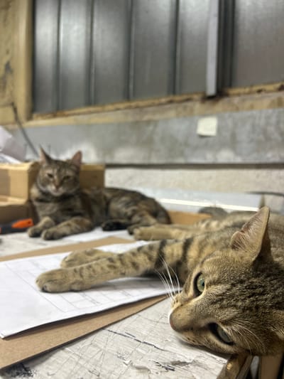 The image shows two tabby cats in what appears to be a storage area or workshop. One cat is in the foreground, its face close to the camera, with green eyes and striped fur. Its paws rest on some papers. Another cat is visible in the background, lying down in a cardboard box. The setting includes corrugated metal surfaces, wooden beams, and some discarded papers or plans. An orange and black tool handle is also visible near the box. The lighting suggests it could be daytime, and the overall scene conveys a sense of casualness and domesticity, despite the utilitarian surroundings. There is no visible text in the image.