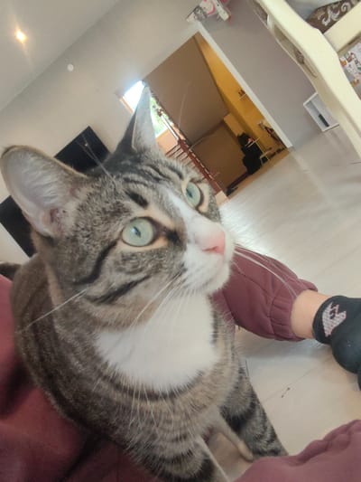 A medium-close shot captures a tabby cat with green eyes, a white chest, and a pink nose, positioned on a person's lap clad in maroon clothing, in an indoor setting. A black sock is visible on the person's foot, situated on a light-colored floor. The background reveals a TV screen, a doorway, and an adjacent room. The location of the image and its location in the city of Dolmatovo, Russia is not specified.