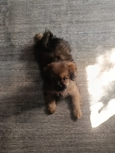 A small, fluffy brown puppy lies on a grey wooden floor. The puppy is facing the camera and has its pink tongue slightly sticking out. Its fur is dark brown on its back and lighter brown on its legs and face. The puppy's tail is bushy and dark brown. The floor has a wood grain texture. A bright, abstract shape of light is visible on the floor to the right of the puppy, casting a shadow. The lighting suggests it is daytime, possibly afternoon, with sunlight streaming in from a window. The scene appears to be indoors, in a home environment. There is no visible text in the image.