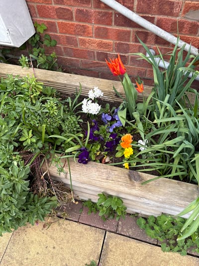 The image shows a small flower bed in Longden, United Kingdom, bordered by a brick wall and wooden planks. Within the flower bed are various plants including tulips (orange), pansies (purple, blue), daffodils (white), and other unidentified green foliage. A grey pipe runs along the brick wall. Adjacent to the flower bed is a paved area with cracked slabs and additional plant growth.