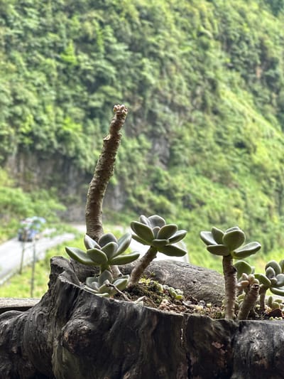 A close-up, slightly tilted view of a succulent plant growing out of a dark, textured, possibly wooden structure. The plant has several rosette-shaped clusters of grey-green leaves. Behind the plant, there's a blurred background of lush green vegetation covering what appears to be a hillside or mountain slope. A faint road or path is visible at the bottom of the frame, suggesting the location may be Yên Minh Commune, Vietnam.