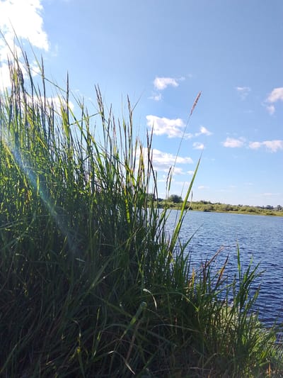 The image depicts a serene waterscape with tall grass in the foreground, likely located in the city of Snopok Novyi, Russia. The grass is lush green and occupies the left and bottom portions of the frame, with some blades reaching towards the sky. Behind the grass, a body of calm, blue water stretches horizontally across the scene. The water surface exhibits gentle ripples, reflecting the clear blue sky above. Scattered white clouds dot the sky. In the distance, a tree line forms a verdant horizon. The lighting suggests it is daytime, with sunlight illuminating the grass and creating a slight lens flare in the upper left. No people or animals are visible in the image. The overall impression is one of natural tranquility and a peaceful outdoor environment.