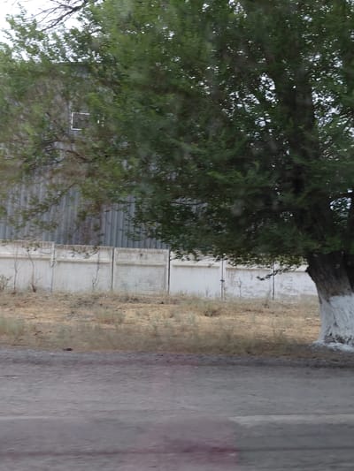 The image shows an outdoor scene with a large tree in the foreground, its trunk painted white at the base. Behind the tree, a low, white concrete wall runs horizontally across the frame. Beyond the wall, dry, sparse vegetation covers the ground. In the background, a tall, corrugated metal building with a visible window is partially obscured by the foliage of the tree and another smaller tree. The ground in the immediate foreground appears to be a gravel or dirt road. The overall environment suggests a rural or semi-industrial area. There are no people or animals visible in the image. The location is stated as Ақтүбек, Kazakhstan.