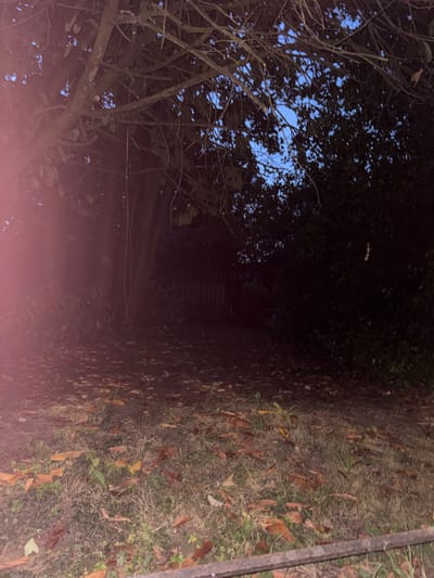 The image depicts an outdoor scene at dusk or night, with a tree in the foreground casting shadows. The ground is covered with fallen leaves and grass, and a path leads into the background where a fence is visible. The sky, visible through the branches of the tree, is a deep blue. There are no people or animals visible in the image. The overall impression is one of a quiet, natural setting. There is a pinkish light flare on the left side of the image, possibly due to a camera lens artifact.
The image does not provide any specific information to identify the location as being in Chelmsford, United Kingdom.