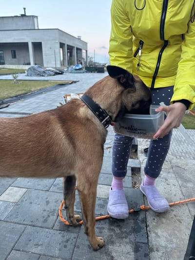 An outdoor, eye-level shot captures a person feeding a dog from a clear container in Самахвалавіцкі сельскі Савет, Belarus. The person, partially visible, wears a bright yellow puffer jacket, dark blue leggings patterned with white hearts, and light purple socks paired with white clogs. They hold a translucent rectangular container filled with dry dog food, from which a light brown dog, appearing to be a Belgian Malinois-type breed, is actively eating. The dog wears a black studded collar. The container clearly displays the text "marlin VISUALATOR." A small silver carabiner or clip is attached to a zipper on the yellow jacket.
The activity depicts a moment of pet care, likely feeding the dog. The setting is a paved outdoor area with grey square pavers. An orange rope runs across the ground, passing near the person's feet and the dog's paws. In the background, under a bright daytime sky, a modern concrete building with a contemporary architectural style is visible, suggesting a recently developed area or ongoing construction/landscaping, with patches of grass and construction materials present. The time of day is clearly daylight, with good ambient light, and the weather appears calm and mild.