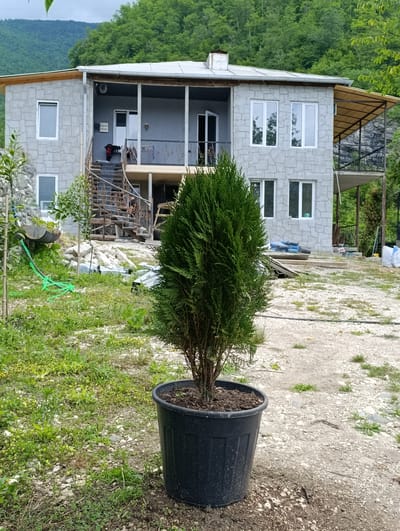 In the city of Achara, Georgia, a potted evergreen tree stands in the foreground on a gravelly and grassy patch of ground. Behind it, a multi-story house with a stone facade and gray siding is visible. The house features multiple windows, balconies, and an exterior staircase. The surrounding environment is characterized by lush green trees and hills in the background, indicating a rural or semi-rural setting. Construction materials, including bags and lumber, are scattered around the property. The sky is overcast, suggesting cloudy weather.