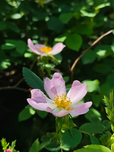 The image depicts two light pink flowers with prominent yellow stamens, set against a background of green foliage. The flowers are in focus, particularly the one in the foreground, showcasing its delicate petals and intricate stamen structure. The background is a blur of green leaves, with a few twigs visible, suggesting a natural setting. The scene appears to be outdoors, with natural lighting emphasizing the colors of the flowers and foliage. The location in Svobody, Russia, is not discernible from the image alone.