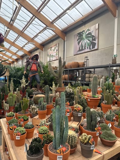 The image shows the interior of a greenhouse or plant shop. The location appears to be in Mouscron, Belgium, based on the price tags on the plants, which are in Euros, and the architecture suggests a European setting. The focus is on a wide assortment of cacti and succulent plants in terracotta pots. The plants are of various sizes and species, arranged on wooden shelves or tables. In the center of the image, there is a mannequin dressed as a cowboy, adding a whimsical element to the scene. The building has a glass roof supported by wooden beams, allowing plenty of natural light to enter. On the walls are large framed pictures of plants. Baskets can be seen on the shelves in the back of the picture. There are no people visible in the picture.