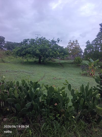 A panoramic view of a grassy field under a cloudy sky in El Chaparral, Venezuela, is captured in this image. In the foreground, a dense patch of prickly pear cacti lines the bottom of the frame, their paddle-shaped leaves a vibrant green. Beyond the cacti, the field stretches out, appearing slightly damp and possibly covered in morning dew. A large, leafy tree stands prominently in the middle ground, its branches spread wide, casting a shadow on the grass. A faint path can be seen winding through the field towards the tree. In the background, a line of trees and vegetation forms a natural border. To the right, a cluster of banana plants adds a tropical touch to the landscape. The sky is overcast with a muted grey hue, suggesting a cloudy or pre-dawn/post-dusk condition. The timestamp "2026/06/19 06:24" and the name "natha" are overlaid in the lower left corner. There are no people or animals visible in the scene.