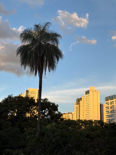The image depicts a vertical view in Brasília, Brazil. A tall palm tree stands prominently on the left, its trunk extending upwards into a crown of fronds silhouetted against a blue sky with scattered white clouds. To the right, several high-rise buildings are visible, illuminated by the setting sun, suggesting late afternoon or early evening light. Dense, dark green foliage fills the lower right portion of the frame, partially obscuring the base of the buildings and the palm tree trunk. The overall impression is one of urban nature, contrasting the organic forms of the tree and foliage with the geometric shapes of the architecture.