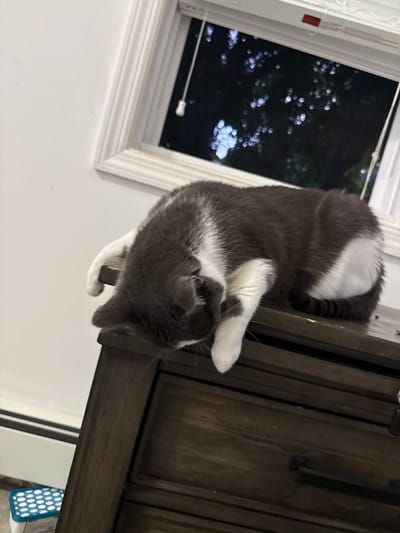 A gray and white cat is resting on top of a dark wood dresser. The cat is curled up with its head down, appearing to be asleep. The dresser has drawers with dark handles. Behind the dresser, there is a window with white trim. Through the window, a dark sky with some blurry lights is visible, possibly indicating it is nighttime or there are trees outside. The wall to the left of the dresser is white. To the lower left, a blue and white patterned object, possibly a small stool or mat, is visible. The scene is indoors.