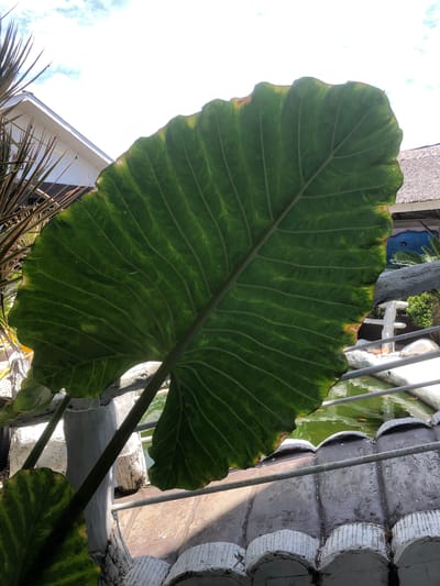 This image captures a close-up view of a large, green elephant ear leaf in Uteungeulinggang, Indonesia. The leaf dominates the foreground, its prominent veins clearly visible. The background reveals elements of an outdoor setting, including a white building with a pointed roof, a thatched roof structure, and a pond with visible fish. A railing and decorative concrete elements are also present. The sky above is partially clouded.