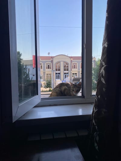 A domestic cat with tabby markings is perched on a white windowsill, looking out of an open window. The cat is facing towards the viewer, with its body angled slightly to the left. Beyond the cat, a building with a light grey facade and a red tiled roof is visible. The building has arched windows and decorative elements. The sky is clear and blue. The scene appears to be an interior view looking outwards, with a dark curtain on the right side of the frame partially obscuring the view. The image was captured in the city of Juma, Uzbekistan.