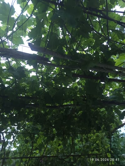 The image depicts a close-up view of a grapevine canopy, seen from below, looking upwards. The subjects are the dense foliage of the grapevine, with its large, lobed leaves casting shadows. Several thin, dark branches and thicker, lighter-colored woody stems crisscross through the frame, forming a natural lattice. Some of the stems appear to be propped up by unseen supports. Small clusters of unripe green grapes are visible amongst the leaves, suggesting the season is late spring or early summer. The lighting suggests it is daytime, with bright sky visible through gaps in the leaves, indicating a potentially sunny or overcast sky. The overall impression is one of lush, verdant growth.
The file name includes a timestamp: "19.06.2026 20:41". This indicates the date and time the photo was taken. While the location is given as Belovodskoe, Kyrgyzstan, there are no specific visual cues within the image itself that pinpoint this exact location. The scene is natural and domestic, likely a garden or vineyard. There are no people or animals visible. The mood is peaceful and naturalistic, focusing on the growth and life of the plant.