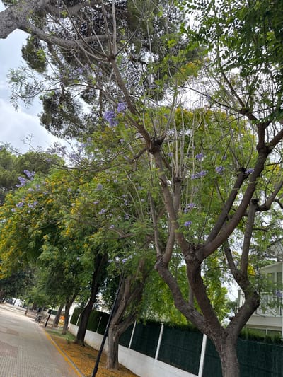 The image shows a street in Benirredrà, Spain, lined with trees, some of which are in bloom with purple and yellow flowers. A paved walkway runs along the left side of the street, with benches and fences visible. A white building with windows and a balcony is partially visible on the right side of the image. The sky is overcast. There are no people visible in the image.