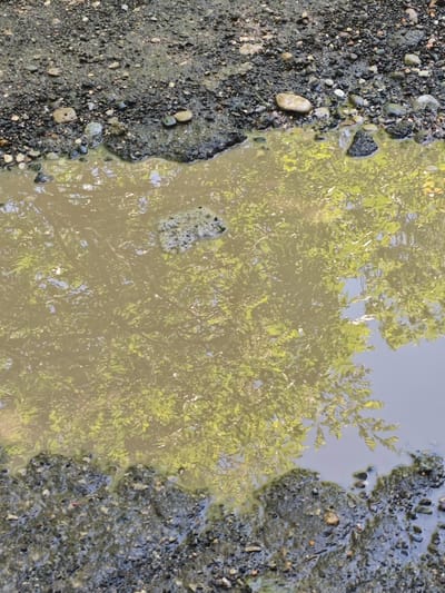 The image shows a puddle on a dirt and gravel ground. The puddle's surface reflects trees, and a stone is partially submerged in the puddle. The surrounding area consists of dirt, gravel, and small stones. The location is likely Svobody, Russia.