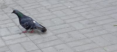 A pigeon is walking on a paved surface made of gray rectangular bricks. The pigeon is dark gray with iridescent green and purple neck feathers. It has red legs and feet, and a white patch on its left wing. The pigeon is facing to the left and is in the lower left quadrant of the image. The background is a repeating pattern of the gray bricks, some of which have small white specks on them. There are also a few dry leaves and blades of grass scattered on the ground. The lighting appears to be overcast, as there are no strong shadows. The scene is located in the city of Kirsanov, Russia.