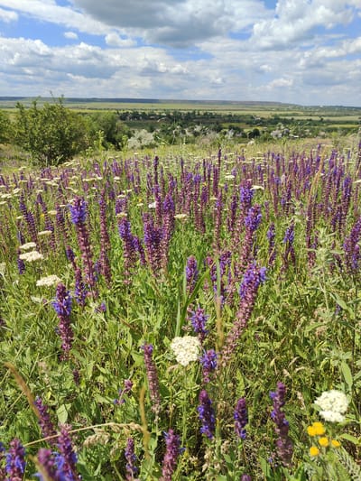 This is a landscape photograph taken on a sunny day in Novoselivka, Ukraine. The foreground is dominated by a field of purple and white wildflowers, with green grass and other vegetation interspersed. In the mid-ground, there are trees and scattered houses of a village. The background shows a vast, open plain under a partly cloudy blue sky. The scene is natural and depicts a rural Ukrainian landscape.