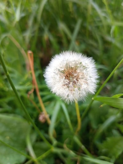 This media file shows a close-up of a dandelion seed head, or pappus, in a grassy setting. The dandelion is the primary subject, appearing fluffy and white with its numerous feathery seeds ready for dispersal. It is positioned slightly off-center to the right. The background is filled with out-of-focus green grass and some brown, dried stalks or grass blades, suggesting a natural, outdoor environment.

The lighting appears to be natural, likely daylight, as indicated by the overall brightness and the rendering of the green hues of the grass. There are no prominent shadows that would suggest a specific time of day, but the soft light could indicate morning or late afternoon. The focus is sharply on the dandelion, with the surrounding vegetation blurred, creating a shallow depth of field that emphasizes the subject.

The scene is simple and serene, focusing on the delicate beauty of the dandelion in its natural habitat. There is no visible text in the image. The location context of Yurga, Russia, provides a geographical setting, implying a temperate climate where dandelions are common. The image evokes a sense of nature, growth, and the cycle of life.