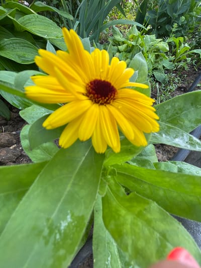 A close-up shot captures a vibrant yellow daisy with a dark red center, its petals slightly bowed. The flower is surrounded by large, green leaves, some of which are speckled with small water droplets, suggesting recent rain or dew. The background is a blur of more green foliage and dark soil, indicating an outdoor setting, likely a garden. The image does not contain any people or animals, and no specific landmarks that would identify its location in Новые Ватутинки, Russia. The focus is entirely on the detailed texture and color of the flower and its immediate surroundings.