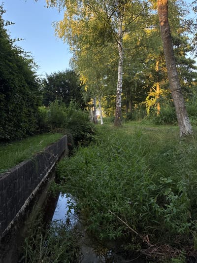This is a photograph of a narrow, dark water channel running alongside a concrete embankment on the left of the frame. The water channel is partially overgrown with green vegetation. A path is visible winding through trees in the background. The scene appears to be in a park or natural area, with tall trees, including birch trees, lining the right side of the path. The sky is clear and blue. The lighting suggests it is late afternoon or early evening, with sunlight filtering through the trees and casting shadows. The image quality is clear, with good detail and color representation. The location appears to be a serene, natural setting within the city of Springe, Germany.