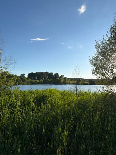A serene landscape photograph depicts a calm body of water in Satino-Russkoe, Russia, under a clear blue sky with scattered wispy clouds. In the foreground, tall, lush green grass sways gently, catching the sunlight. Across the water, a dense line of trees forms the horizon, with a few buildings and utility poles subtly visible among them. The sun, positioned to the right of the frame, casts a warm glow on the scene, creating reflections on the water's surface and highlighting the foliage. A bare, thin tree stands in the middle ground, adding a contrasting element to the vibrant greenery and tranquil water.