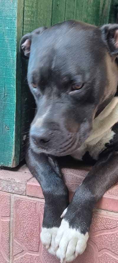 A black and white pit bull dog is lying down with its front paws crossed on a pink tiled surface. The dog's head is turned to the side, and its eyes are looking downwards. Behind the dog, a weathered green wooden fence is visible. The scene appears to be outdoors, possibly on a porch or patio, with the dog resting. The image is taken from a slightly elevated angle.