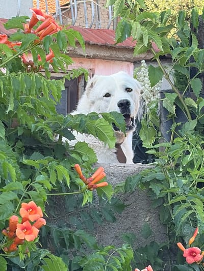 The image shows a close-up view of a white dog, likely a Great Pyrenees or similar breed, peeking through vibrant green foliage. The dog's face is the primary subject, with its light-colored fur and dark eyes clearly visible. It appears to be looking directly at the camera with its mouth slightly open, as if panting or about to bark. The dog is wearing a brown collar. The setting is outdoors, with lush green leaves and branches surrounding the dog, obscuring much of its body. Bright orange trumpet-shaped flowers, likely from a Trumpet Vine (Campsis radicans), are also prominent in the frame, adding pops of color against the green. The background includes a rough-textured wall, possibly made of stone or concrete, and hints of a building with reddish-brown tiles. The lighting suggests it is daytime, likely sunny, given the brightness of the colors and the clear visibility of the subjects. The image is oriented vertically, with the dog's head appearing from the upper portion of the frame. The overall impression is of a playful or curious dog interacting with its natural surroundings. The location context provided is Verinsko, Bulgaria, suggesting this scene is from that region. There is no visible text in the image.