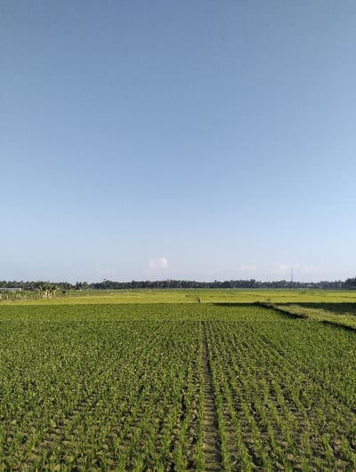 A vast agricultural landscape under a clear blue sky. Rows of young rice plants dominate the foreground, their green blades creating a textured pattern. Beyond the cultivated fields, a line of trees marks the horizon, suggesting a distant forest or village. The light is bright and the air appears clear, indicating a sunny day. A small figure can be seen walking in the middle of the field.