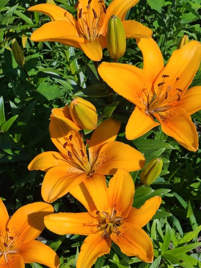 The image shows a close-up view of several bright orange lilies with green buds and foliage in the background. The lilies are in various stages of bloom, with some fully open and others still developing. The sunlight highlights the delicate texture of the petals and the dark stamens of the open flowers. The foliage appears lush and green, creating a vibrant contrast with the orange blossoms. The setting suggests an outdoor garden. The image is consistent with a location in Mala Pereshchepyna, Ukraine, given the context of the prompt. There are no people or animals visible in the image.
